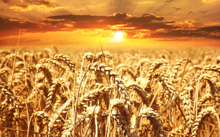 Župne obavijesti za XVI nedjelju kroz godinu