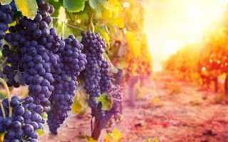 Župne obavijesti za XXVII nedjelju kroz godinu